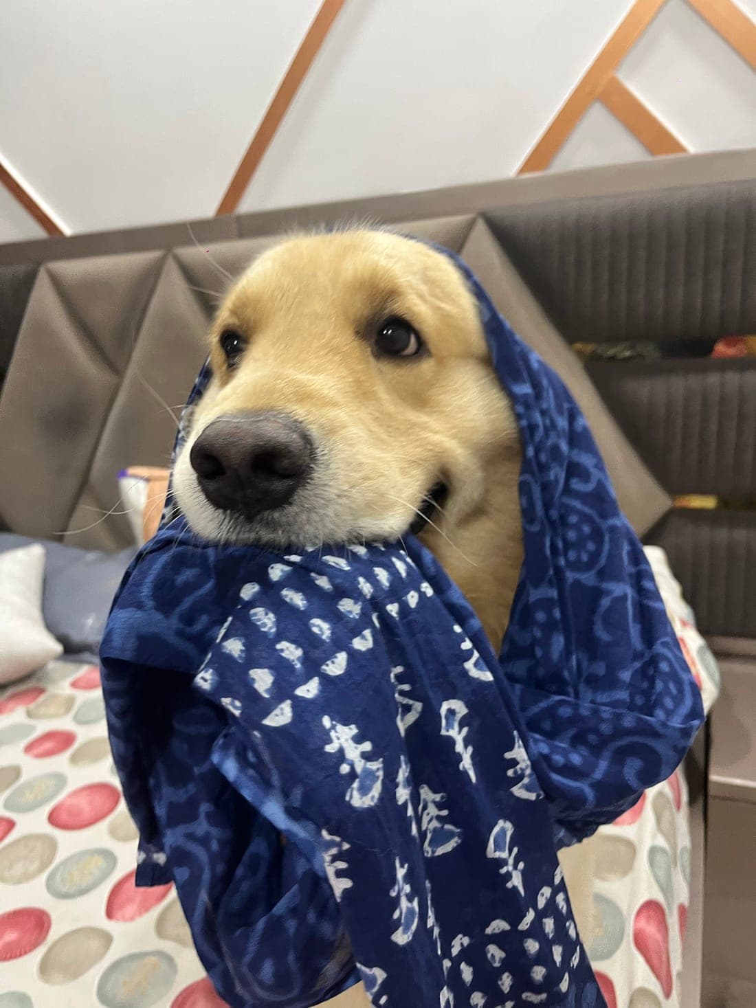 Suraj's golden retriever wrapped in a blue scarf